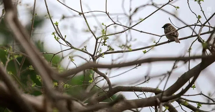 雨水||絲絲春雨潤(rùn)萬(wàn)物，杯杯美酒暖人心